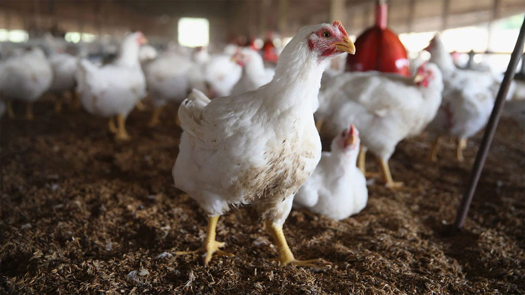 Poultry Farm Small Business Ideas in Hyderabad, India