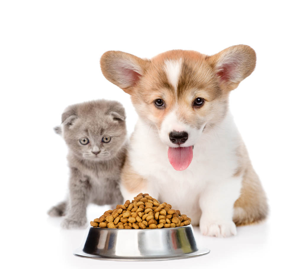 cat and dog food