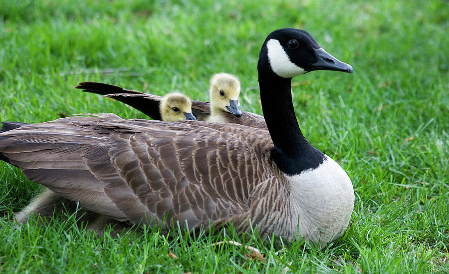 The Benefits & Negatives Of Canada Geese For Businesses