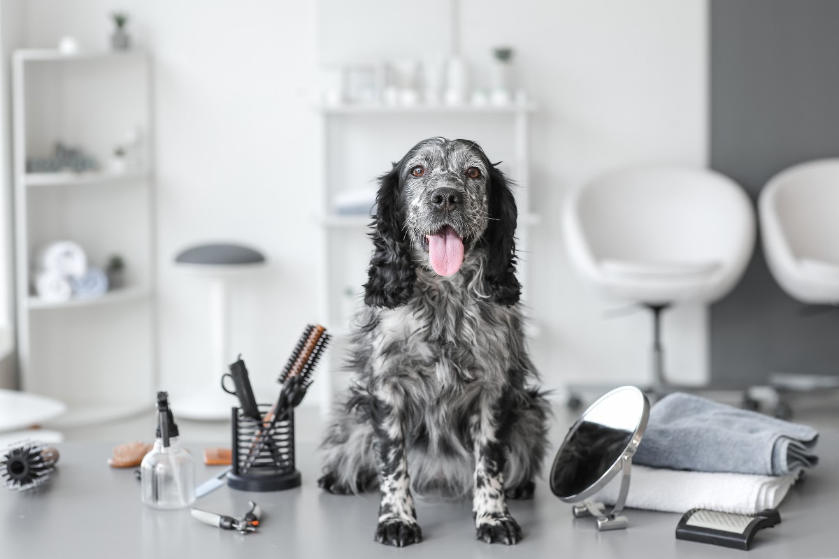 Location and Equipment How to Start a Dog Grooming Business