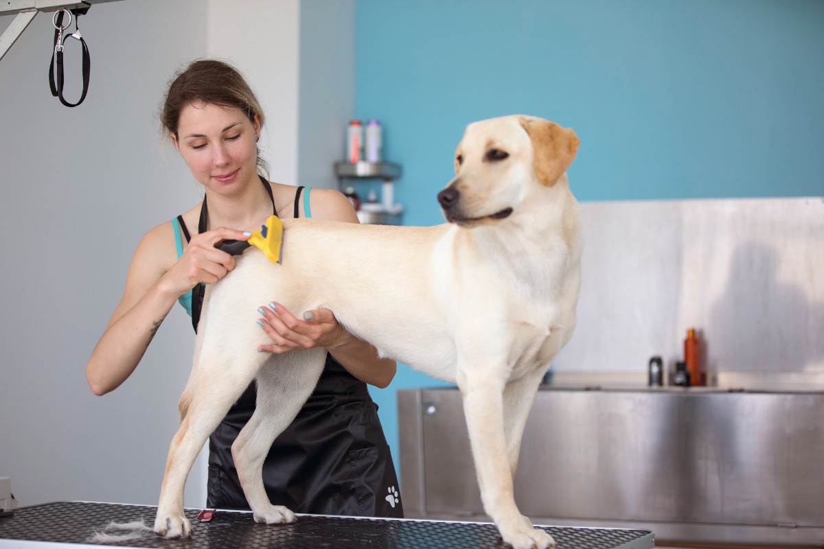 Market Your Business How to Start a Pet Sitting Business