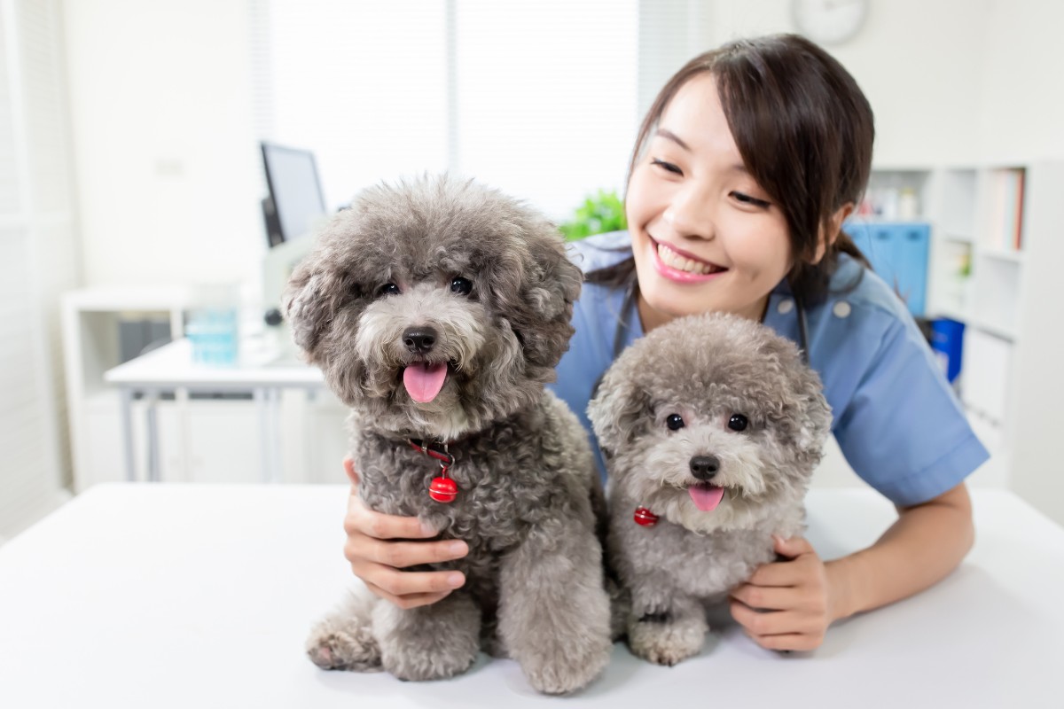 Providing Exceptional Service How to Start a Pet Sitting Business