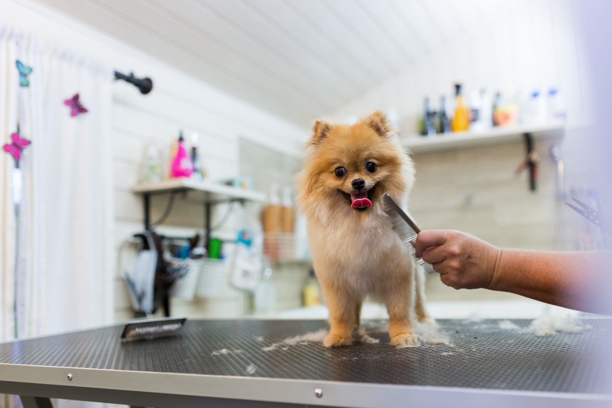 Research the Industry How to Start a Dog Grooming Business